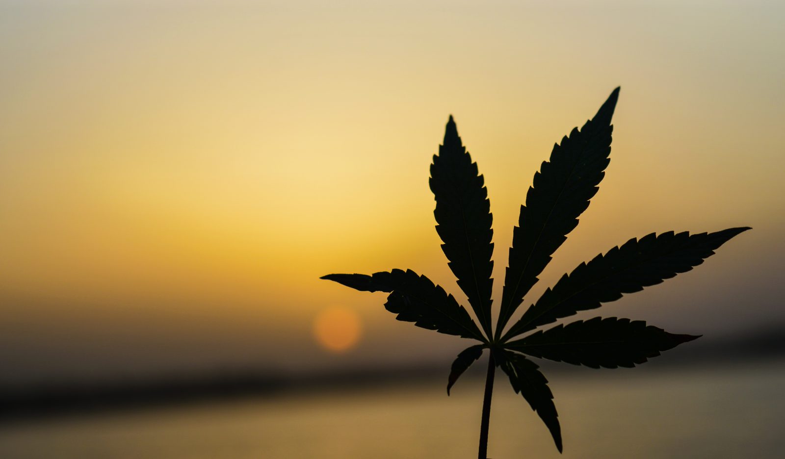 Is Marihuana legal now in Texas? And why did you spell it with an "h?"