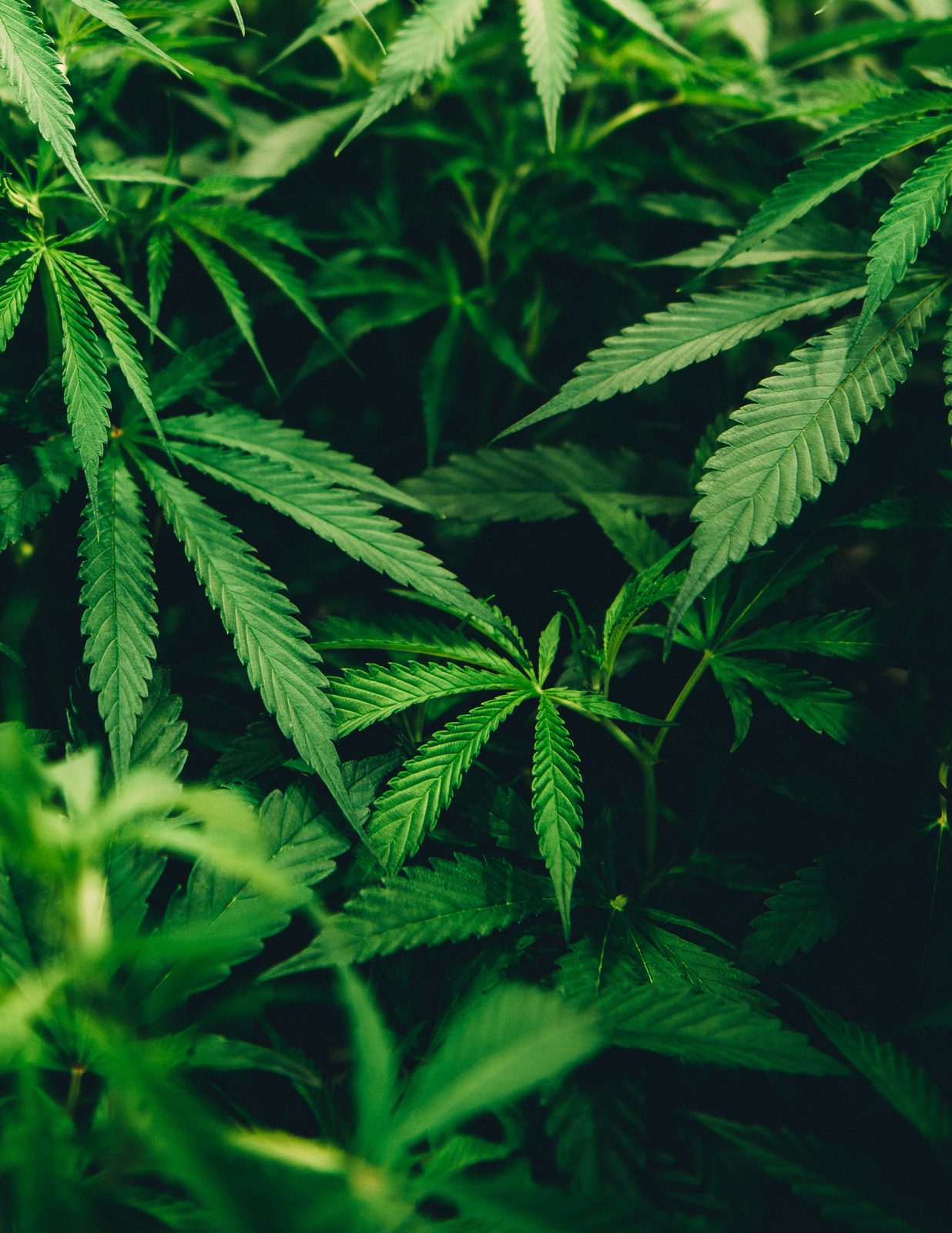 Montgomery County Criminal Defense Attorney - Marijuana Charges